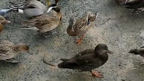 Duck video #ducks#birds