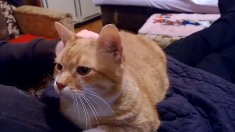 You Won’t Believe What Your cat Is Trying to Tell You