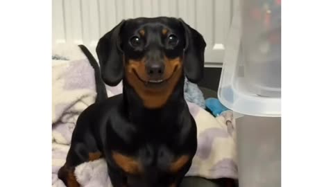 Adorable Dachshund Smiles On Command!