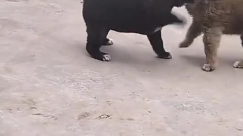 Dogs mom called for help