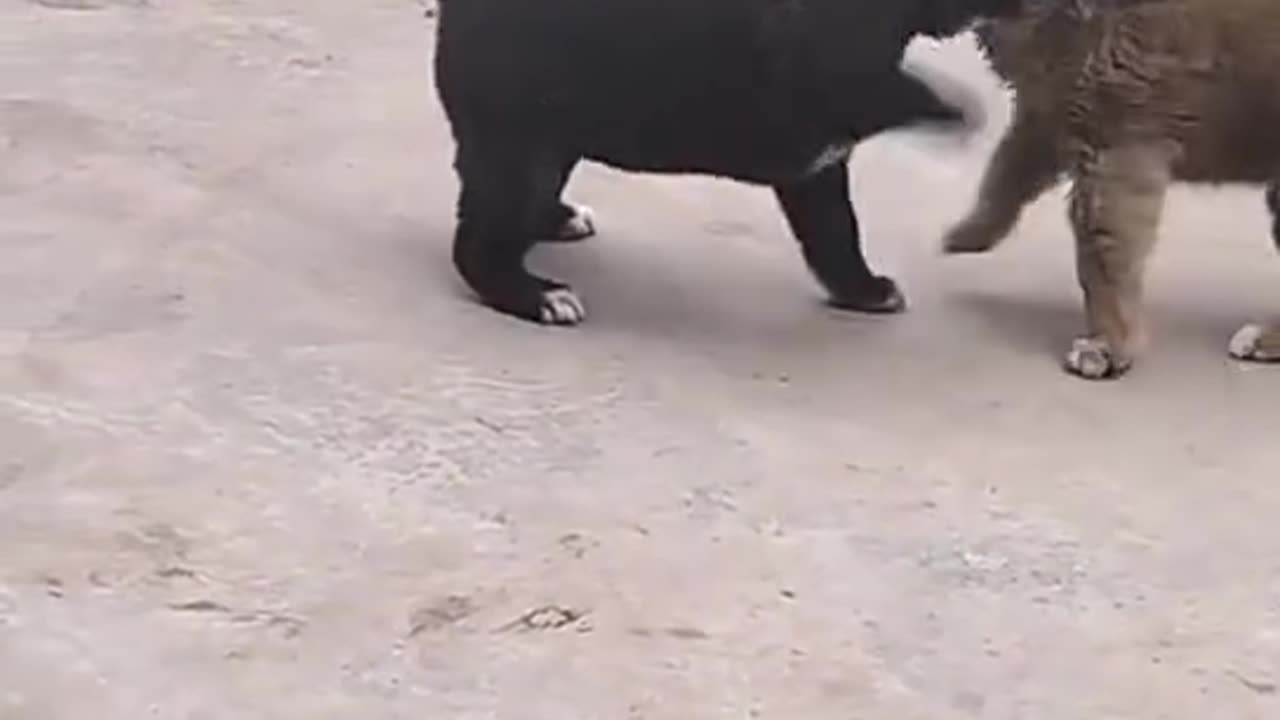 Dogs mom called for help