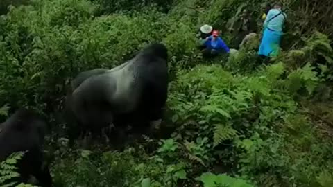 A MASSIVE SILVERBACK GORILLA 🦍🦍