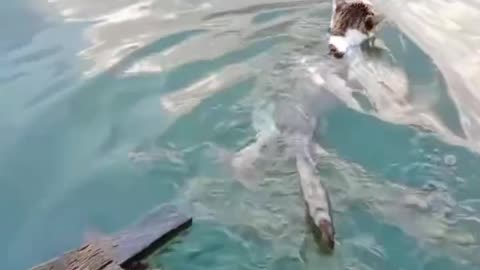 Cat swimming