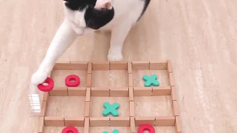 "Tic Tac Toe Challenge with My Cat! 🐾 #Shorts"