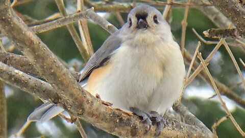 Tufted Titmouse