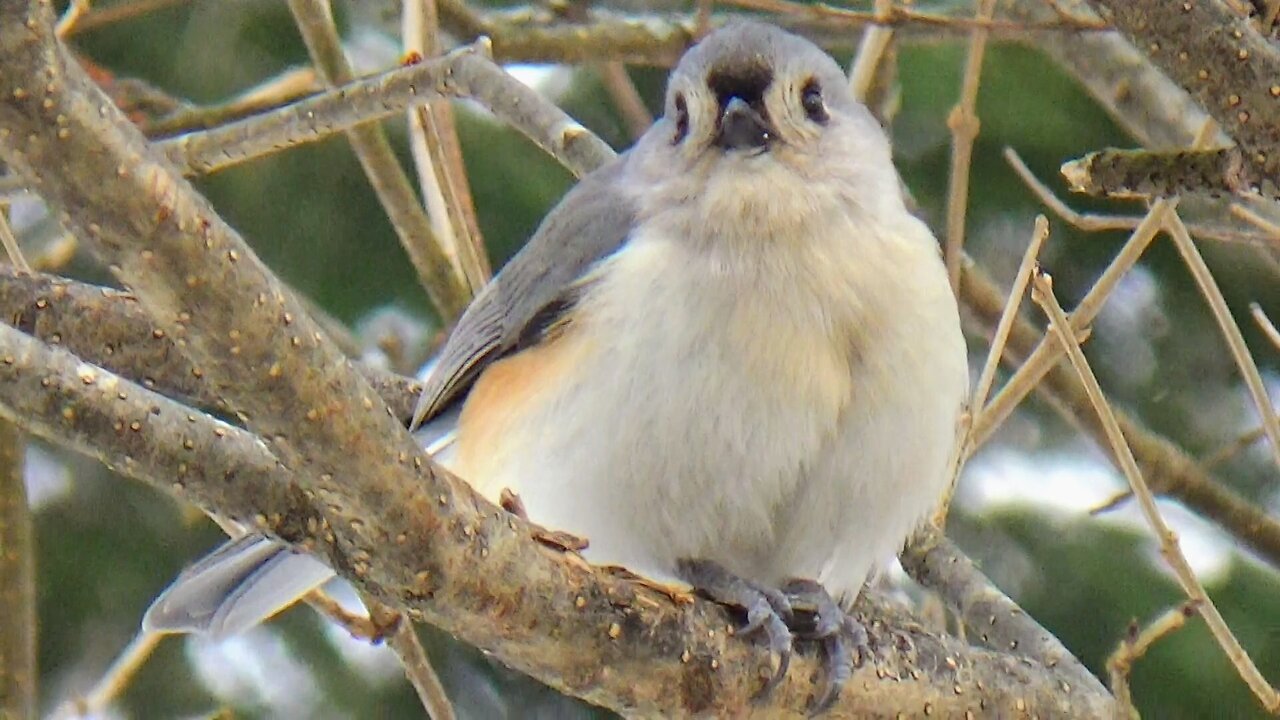 Tufted Titmouse