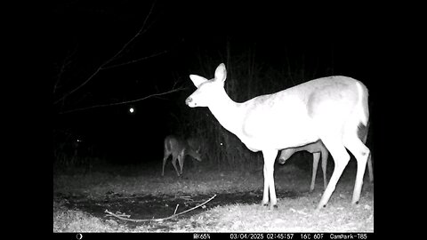 Deer Cam 03-04-2025