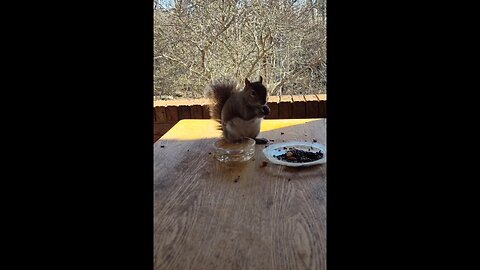 My Adorable Mika The squirrel