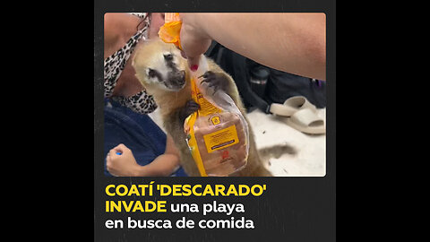 Coatí ‘asalta’ a bañistas y les arrebata comida