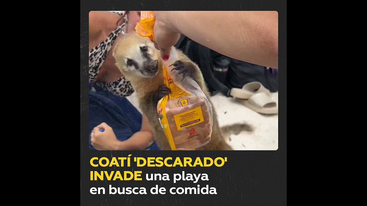 Coatí ‘asalta’ a bañistas y les arrebata comida