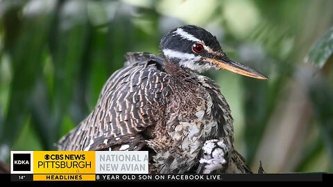 National Aviary getting new avian conservation center