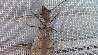 An Up Close Look at a Dobsonfly