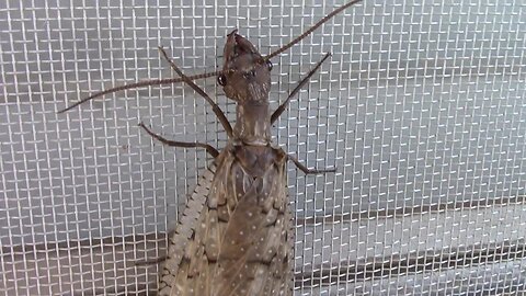 An Up Close Look at a Dobsonfly