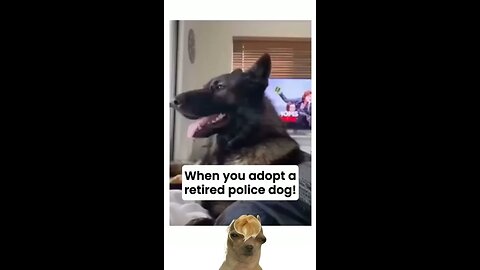 when your dog is a retired police dog