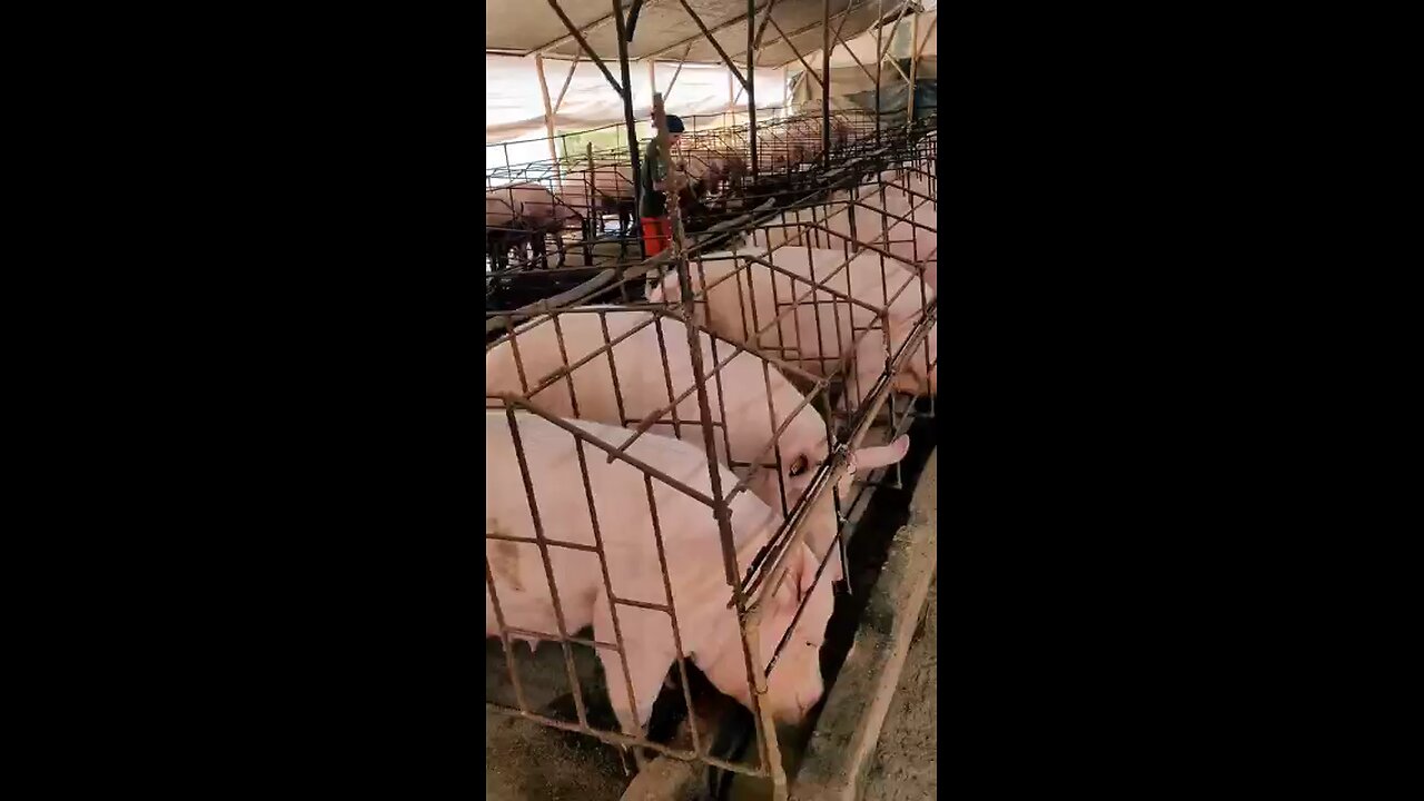 pig farming