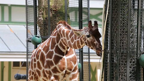 "Amazing Giraffe Feeding Experience at the Zoo"