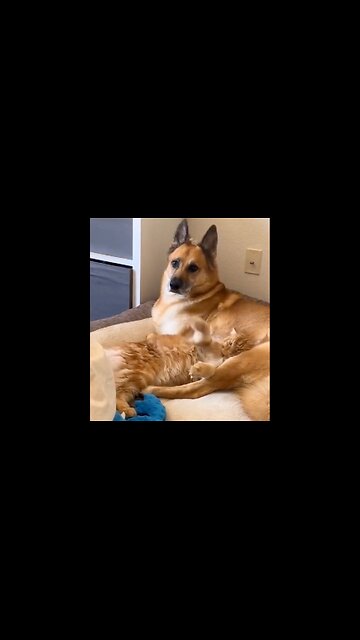 Everyone needs love sometimes... especially a cat's!