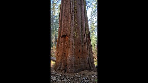 Giant Sequoia