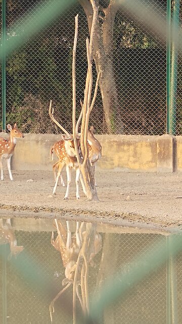 spotted deer