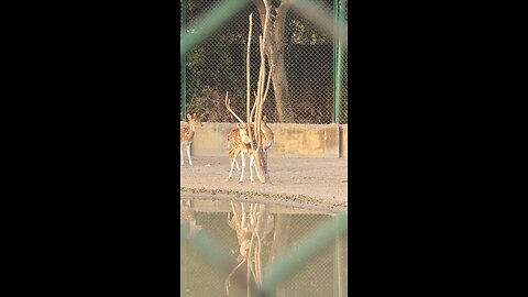 spotted deer