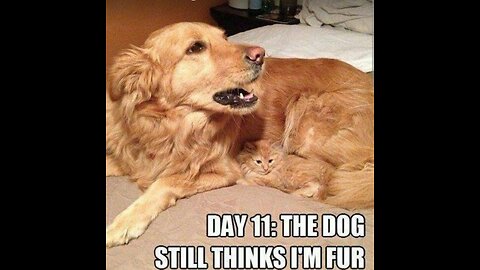 Funny and cute animals memes