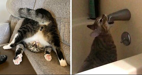 GATOS usando 1% do CÉREBRO - VÍDEOS mais ENGRAÇADOS 2025 😹 PARTE 9