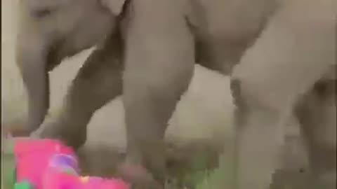 Big Tricks, Bigger Laughs: Adorable Elephant Steals the Show! 🐘🎉😂 🐾✨”#001