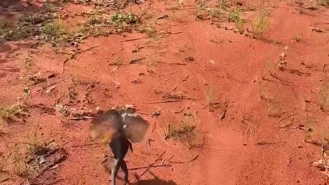 Stunning Lizard Poses On Man's Back For Picture