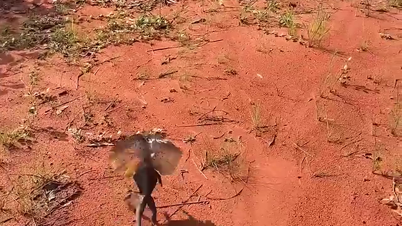 Stunning Lizard Poses On Man's Back For Picture