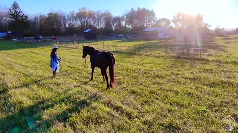 Welcome to Equine Soul Connections