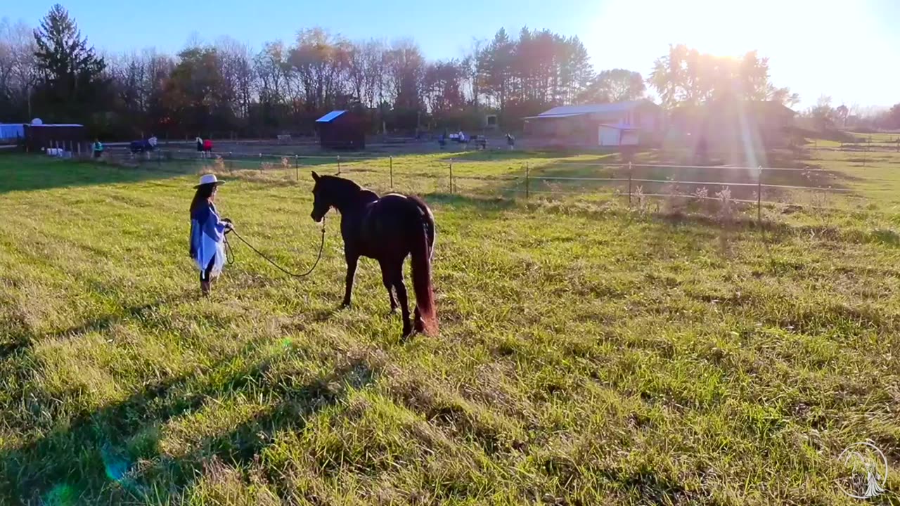 Welcome to Equine Soul Connections