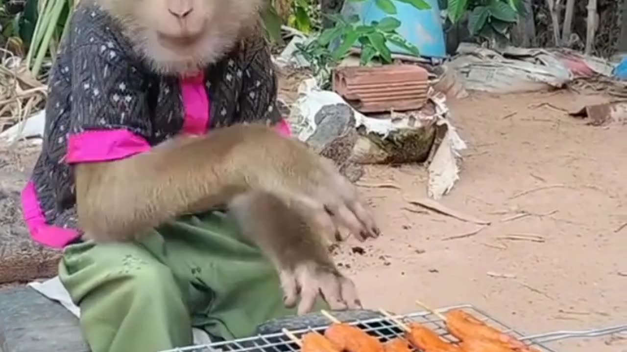 make barbecue Monkey Animals have become spirits Funny Video