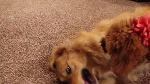 golden-retriever-golden-doodles-reaction-to-invisible-wall