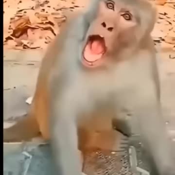 Cute & funny babies👶#comedy #funnymonkey #baby #cute