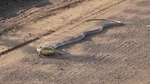 Snake & Frog Fighting