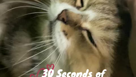 30 second of cat love