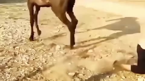 He Wasn't Ready