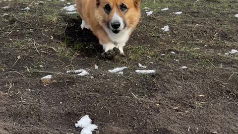 Corgi Squishes Mud Into Paws