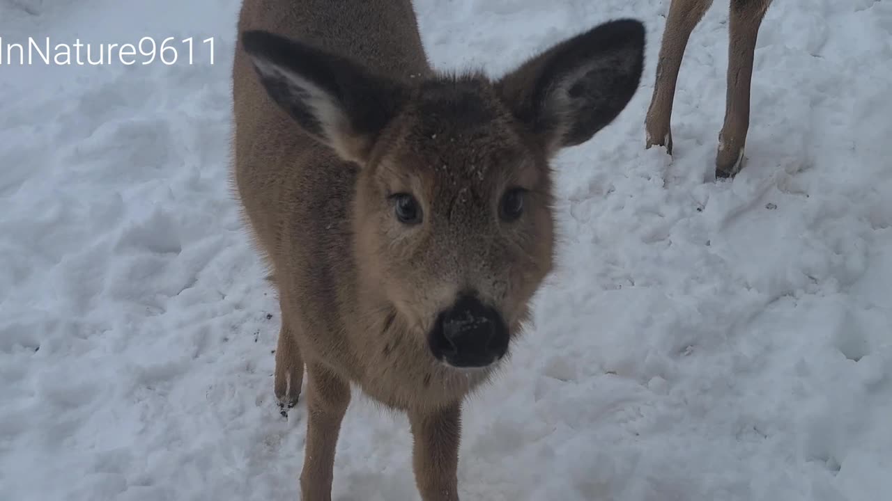 The deer sent the fawn to the door