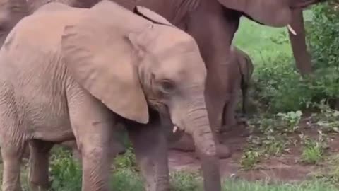 Baby elephant discovered his trunk.. 😅