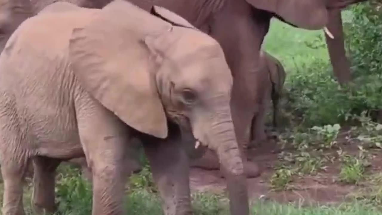 Baby elephant discovered his trunk.. 😅