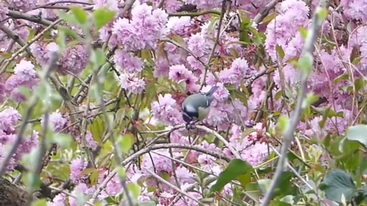 Feathered awesomeness: Birds Being Unintentionally relaxing to watch! 🐦✨