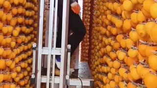 The traditional art of fruit drying.hd