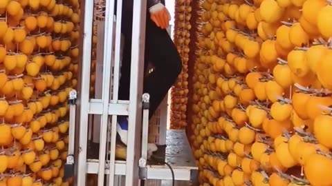 The traditional art of fruit drying.hd