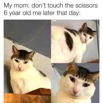 "where'd the scissors go?" 😂😂 #funny #memes #viral #reels #shorts #fyp #explore #discover