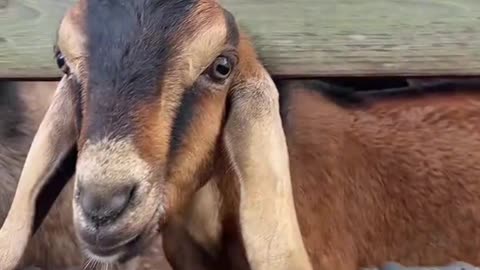 Why GOATS smell bad