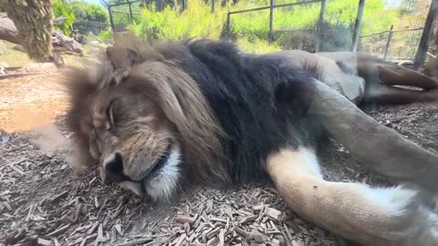 Lion Sleeping in Zoo