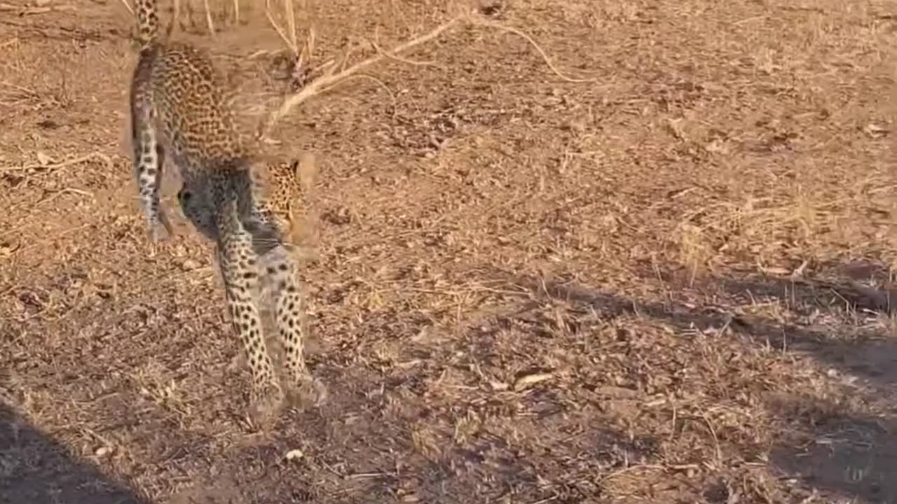 Nature is Cruel #80