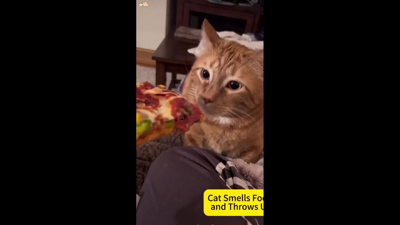 Humor: Cats reactions to the food they don't like 😂