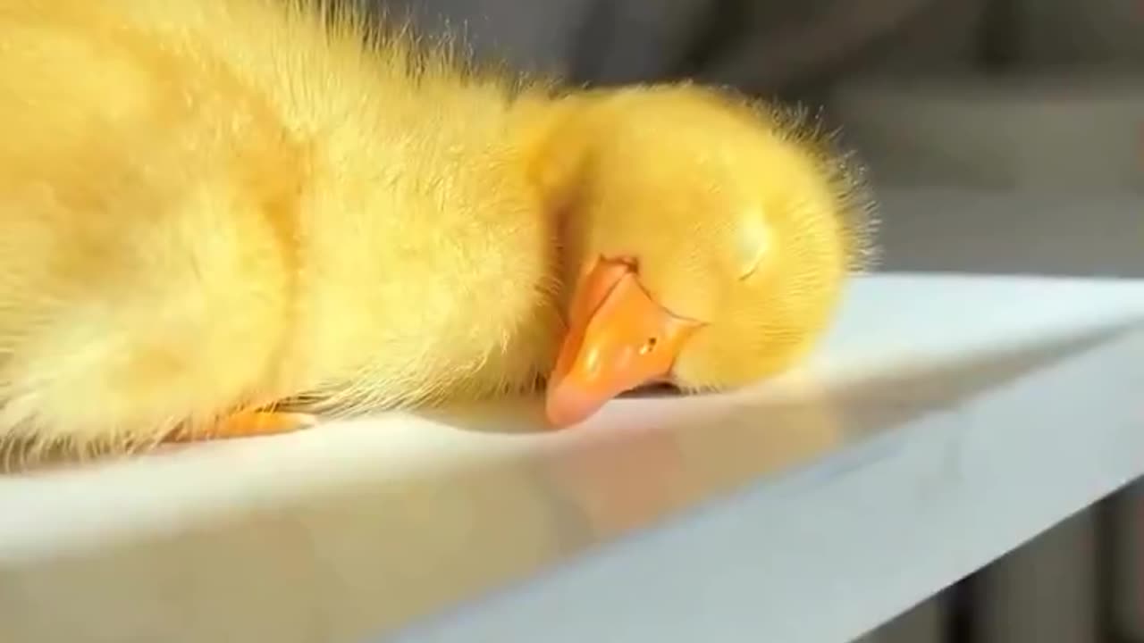 Sleepy day 🐥💤